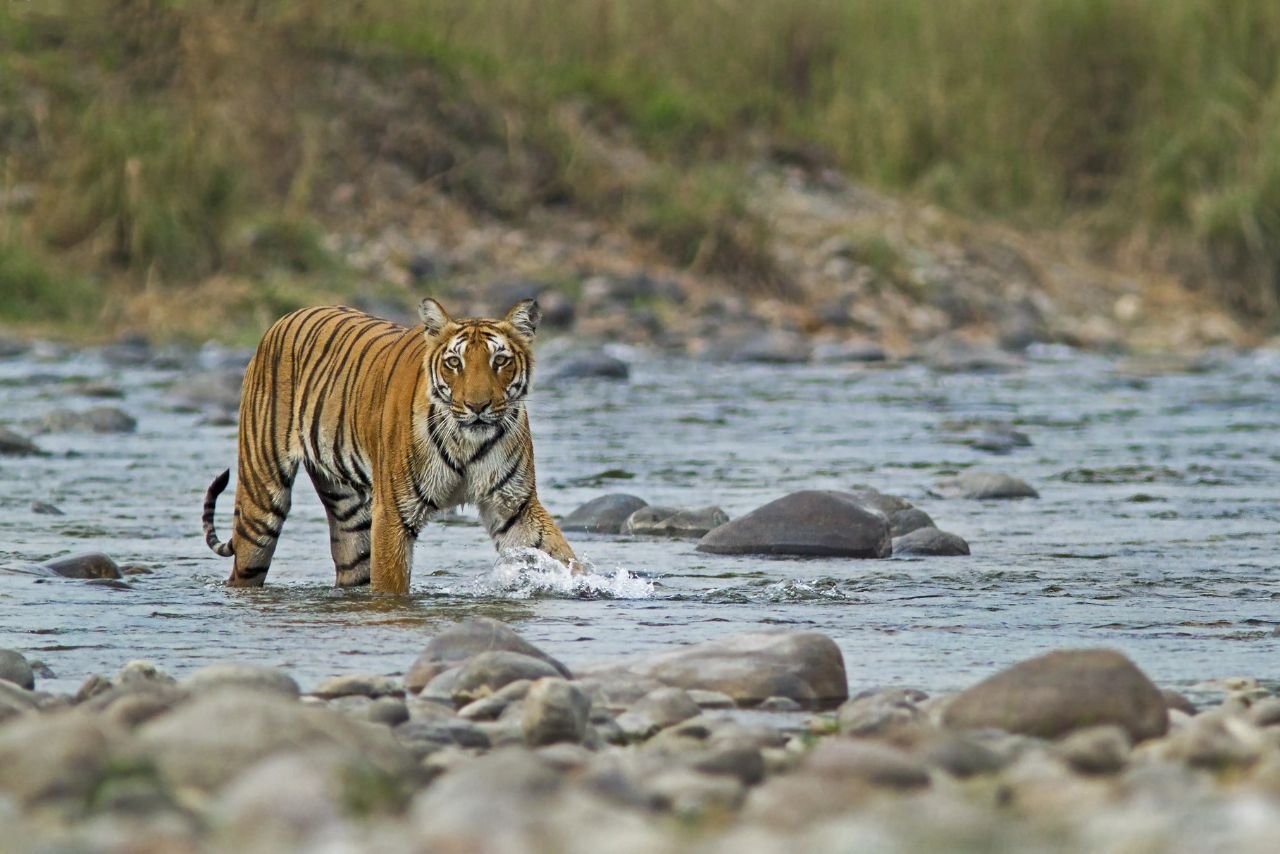 Corbett Sojourn Tours - 3 Night Package